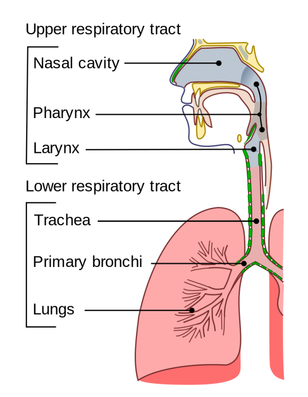 upper respiratory tract