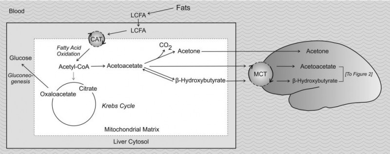 changes in intermediary metabolism