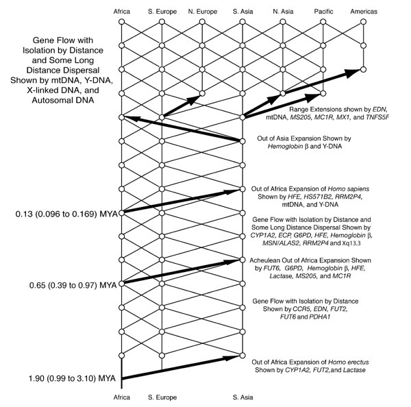 gene-flow