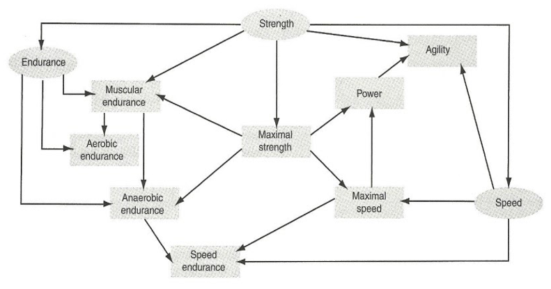 periodization-bompa-haff