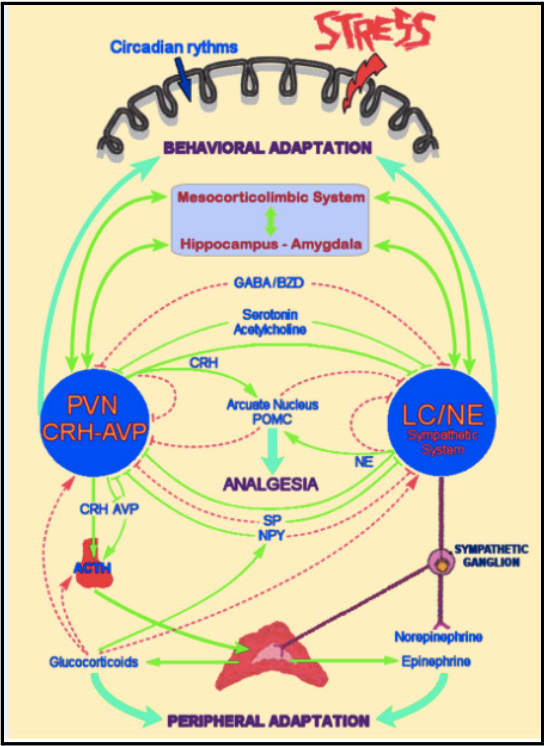 behavioral adaptation